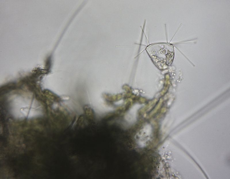 Tokophrya infusionum